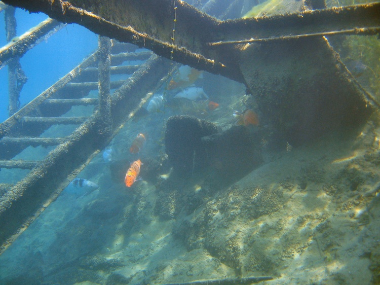 School of Koi at Dutch Springs, Bethlehem, PA.